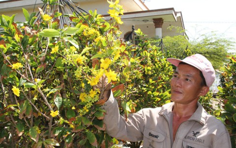 Mai vàng nở sớm