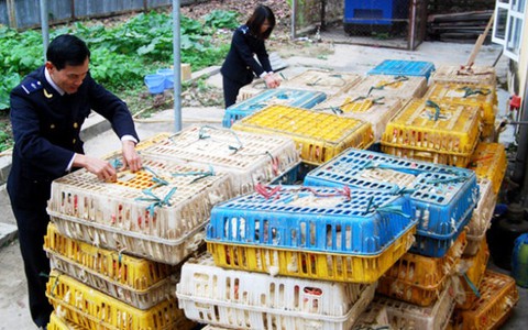 Lào Cai: bắt 2 tấn gà nhập lậu