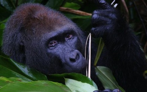 Congo lập khu bảo tồn khỉ đột