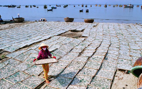 Phơi cá cơm