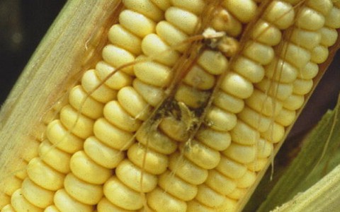 Đức phát hiện chất độc trong thức ăn gia súc