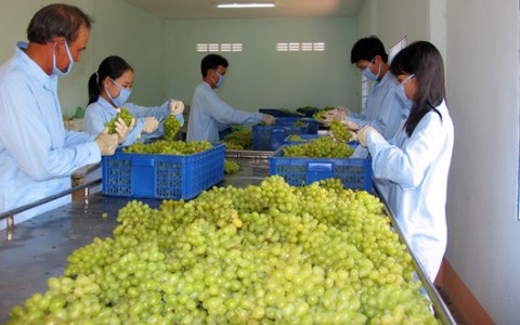 Ninh Thuận yêu cầu làm rõ vụ nho dán cờ Trung Quốc
