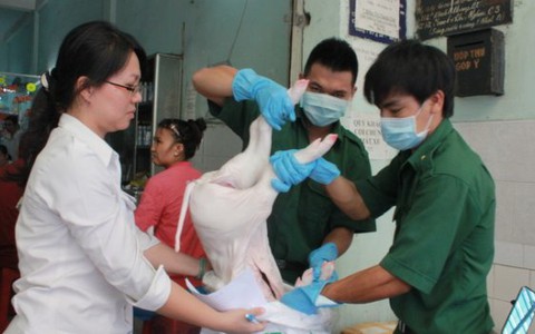 Bắt 285kg heo sữa rỉ nước từ Quảng Ngãi vào TP.HCM