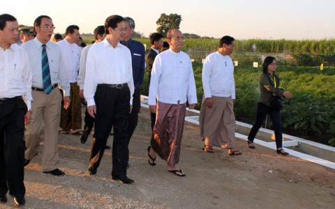Chứa chan hạt lúa Việt trên cánh đồng Myanmar