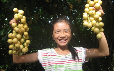 Phong Điền - ấn tượng một mùa dâu