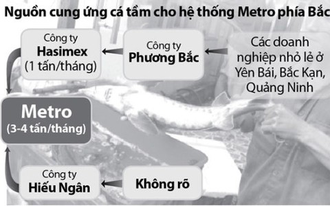 Chưa rõ nguồn gốc cá tầm ở Metro