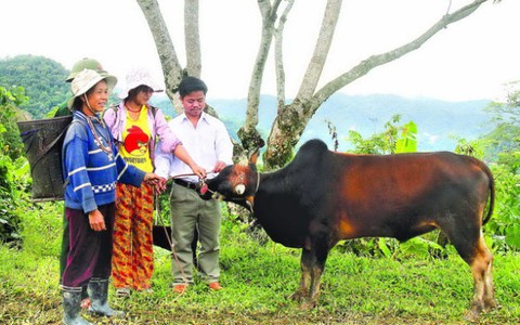 Làng tặng bò