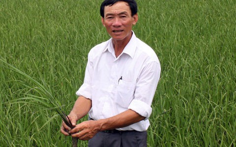 Người cựu binh và giống lúa màu tím