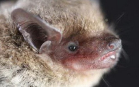 Virút giống SARS có nguồn gốc từ dơi?