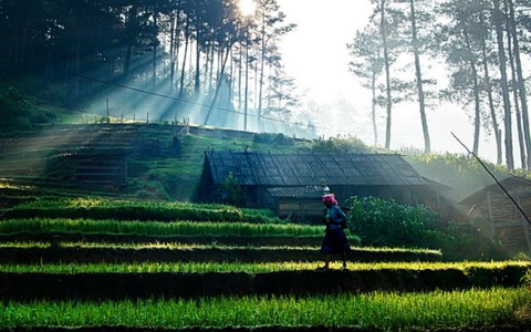 Nắng sớm