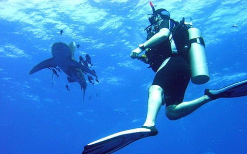 Mạo hiểm tour bơi cùng cá mập