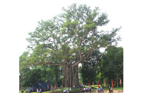 Công nhận 5 cây di sản ở Lam Kinh