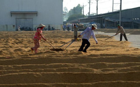 Bàn cách nâng giá trị gạo Việt