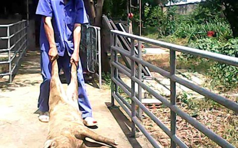 Trại thực nghiệm tuồn heo chết ra ngoài