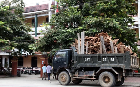 Bắt nghi phạm vận chuyển trên 5,3 tấn gỗ quý Ngọc Am