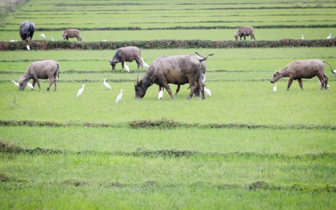 Cánh đồng chiều