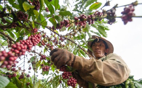 Giá cà phê rơi tự do