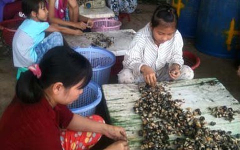 Thương lái Trung Quốc gom ốc bươu vàng?