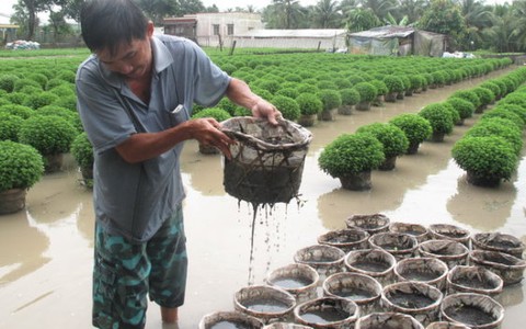 Làng hoa lên ruột vì mưa bão