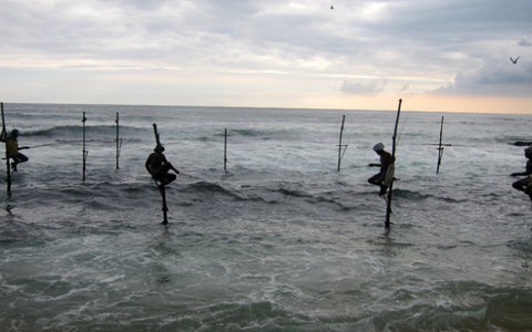 Xem câu cá ở Sri Lanka