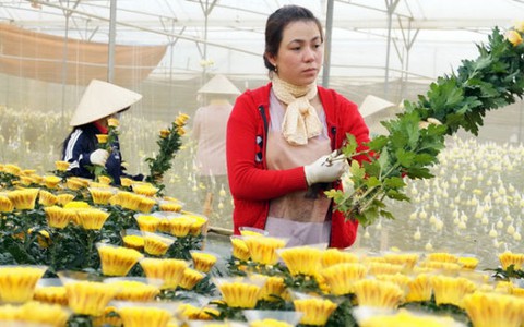Chứng nhận độc quyền cho 5 loại hoa Đà Lạt