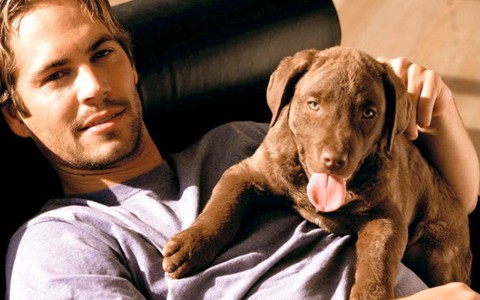 Các ngôi sao thương tiếc Paul Walker