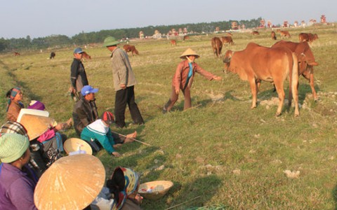 Một sào lúa mua được hai bát phở, nông dân trả ruộng