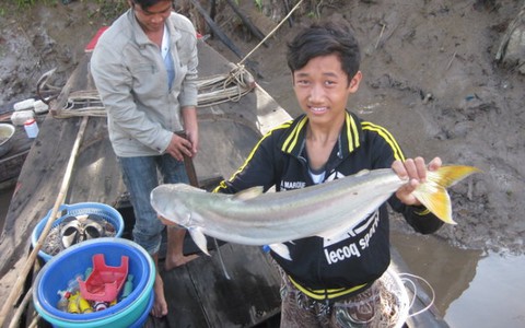 Cá bông lau nấu lá giấm