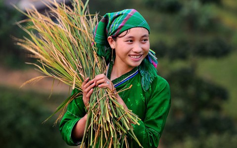 Bông hoa núi rừng