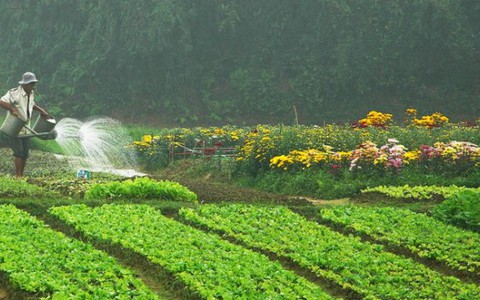 Gánh rau thay mẹ