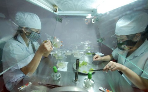4.000 tỉ đồng đẩy mạnh phát triển hoa công nghệ cao