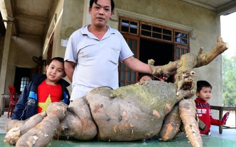 Củ sắn hình dạng như con hươu đang nằm, nặng 42kg