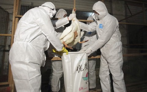 Cúm gia cầm H7N9 tiếp tục lây lan ở Trung Quốc