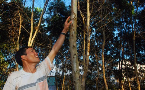 Trồng cây gây quỹ Đoàn