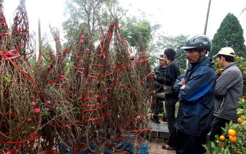 Huế tràn ngập hoa ba miền