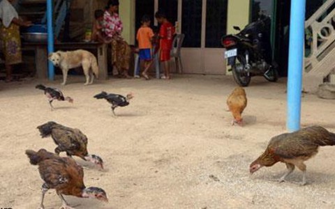Một bé trai Campuchia tử vong vì H5N1