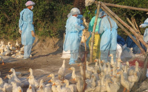 Cúm gia cầm lây lan nhiều nơi