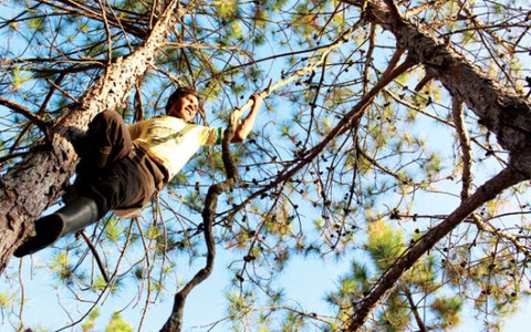 "Tarzan" rừng thông