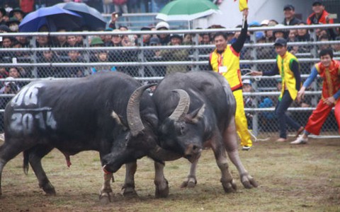 Lễ hội sao rùng rợn quá!