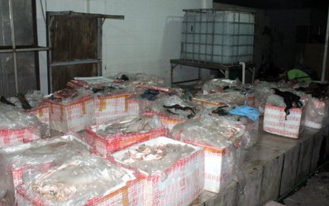 Bắt xe tải chở hơn 1,6 tấn gân, lòng, đuôi... trâu, bò thối