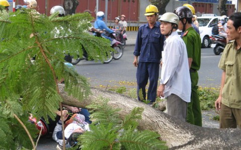 Đi học qua đường Lê Duẩn, 2 nữ sinh bị cây gãy đè