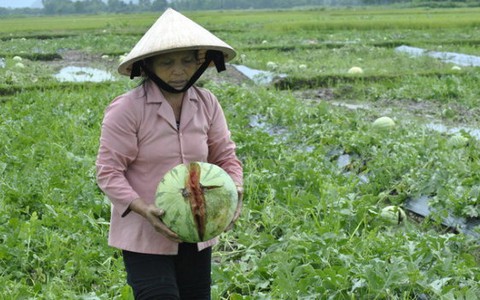 Khốn khổ nhìn dưa nứt toác, 1.000 đồng/kg không ai mua