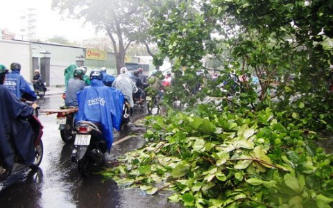 Mưa lớn, cây gãy đè một phụ nữ bị thương