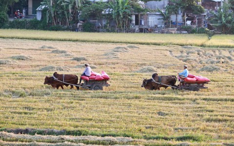 Thong thả đồng chiều