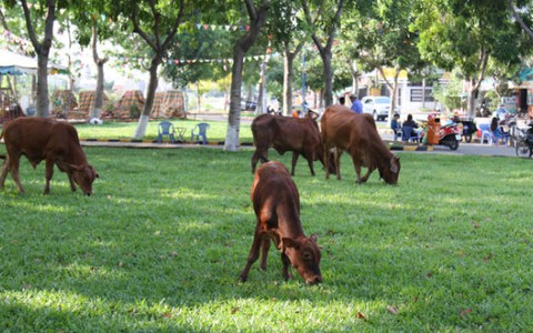 Bò tràn vào công viên gặm cỏ