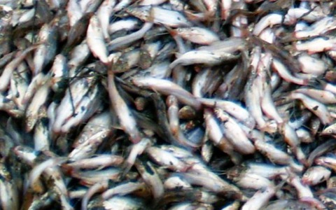 Muốn ăn "cá chốt trên bờ Triều Châu"