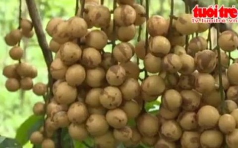 Xem clip Người trồng dâu "méo mặt" vì dâu rớt giá