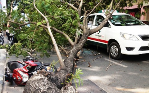 Không mưa bão, cây vẫn đổ đè người và xe