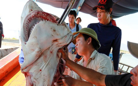 Ra Hoàng Sa câu cá mập