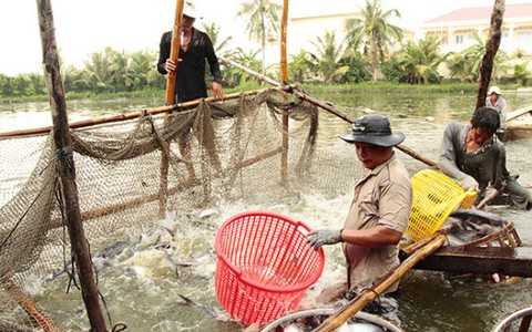 Xuất khẩu cá tra phải đăng ký